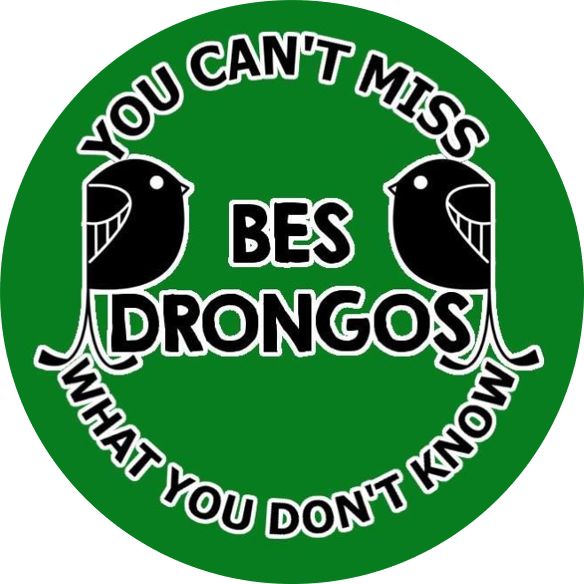 BES Drongos